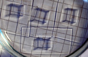 Apparently PDMS has almost exactly the same refractive index as trifluorotoluene.