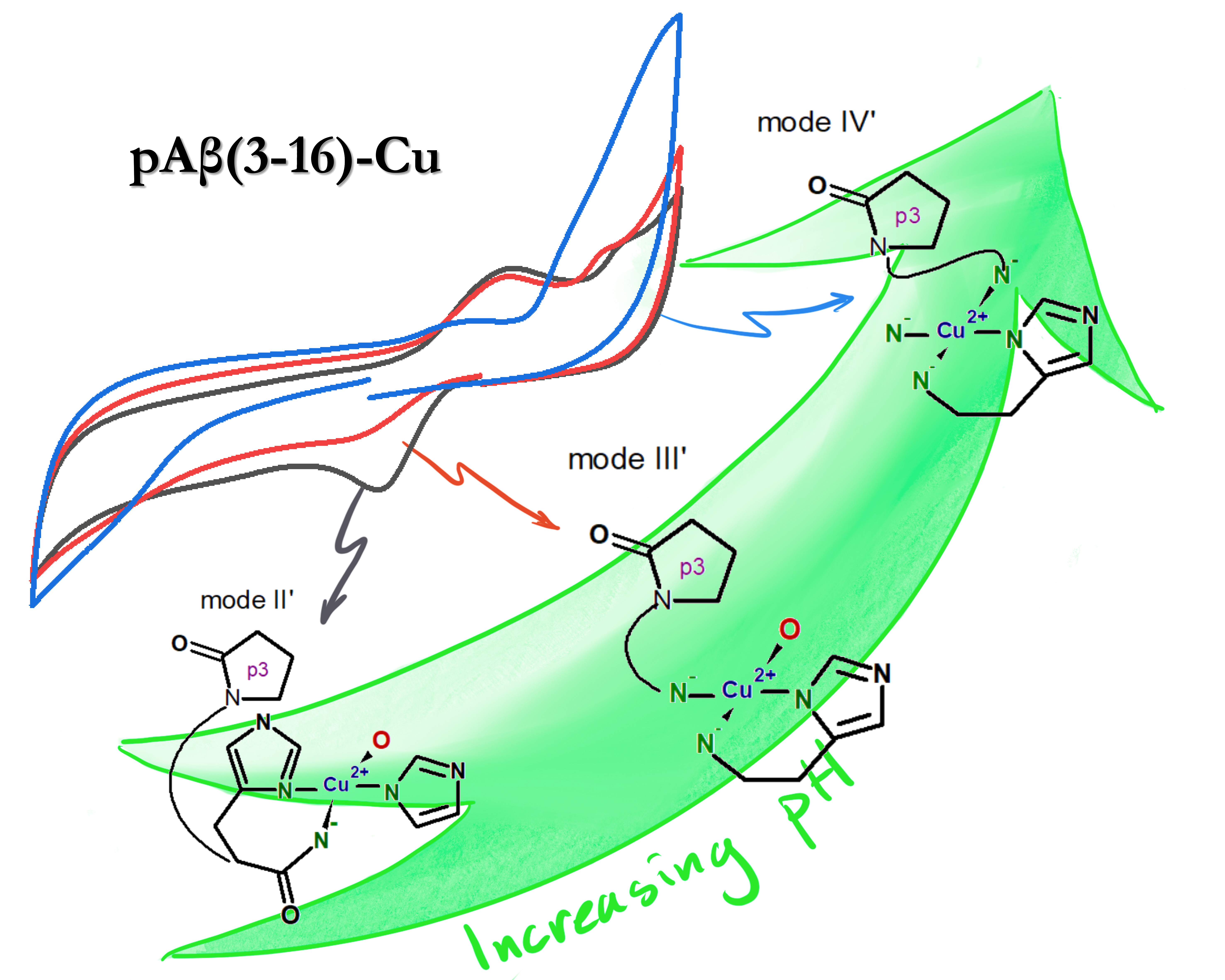 The image shows the different modes of Cu(II) binding to pAβ(3-16) as a function of pH. It also shows the respective cyclic voltammograms for the different modes.