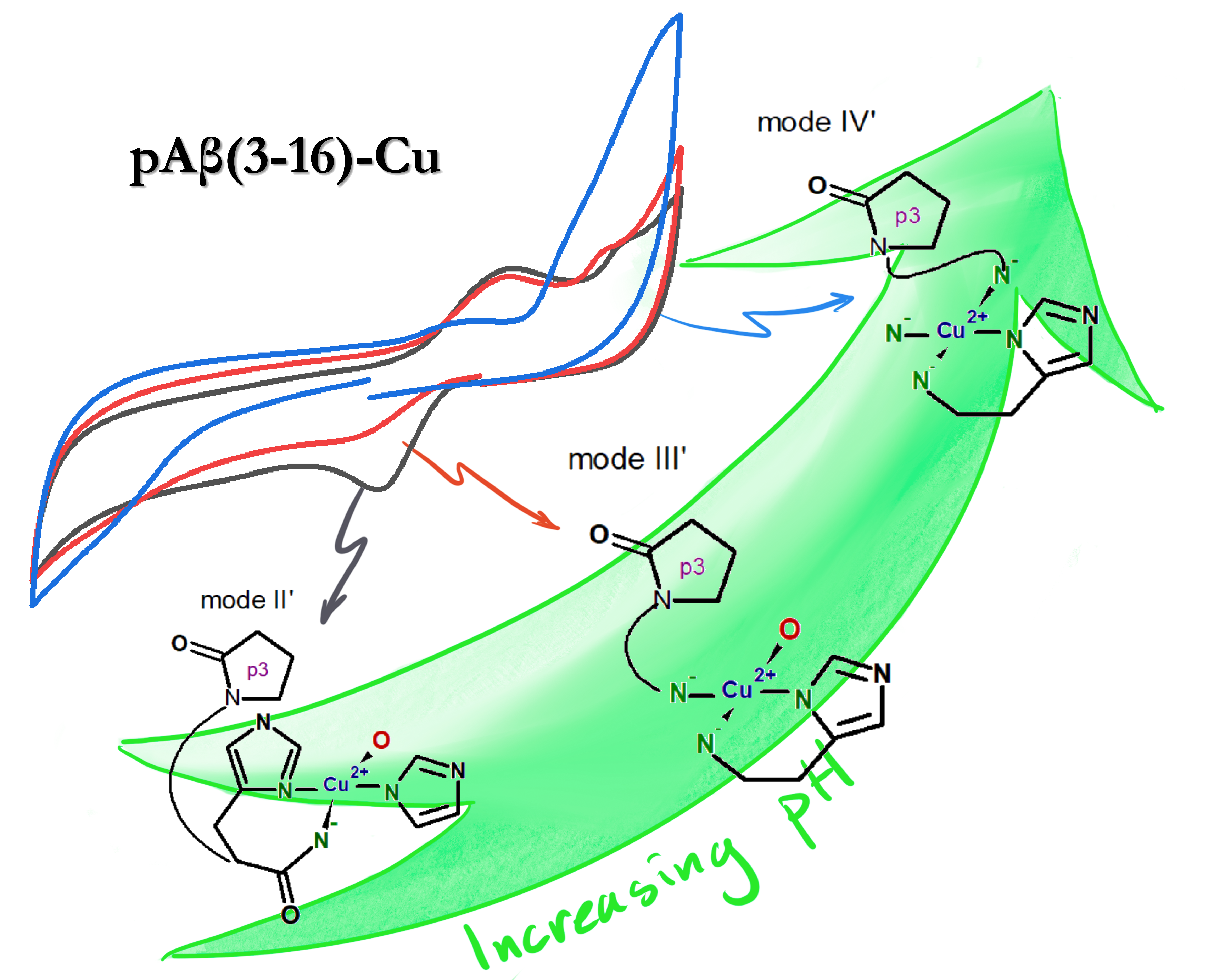 The image shows the different modes of Cu(II) binding to pAβ(3-16) as a function of pH. It also shows the respective cyclic voltammograms for the different modes. 